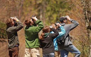 Birders