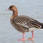 Pink-footed goose