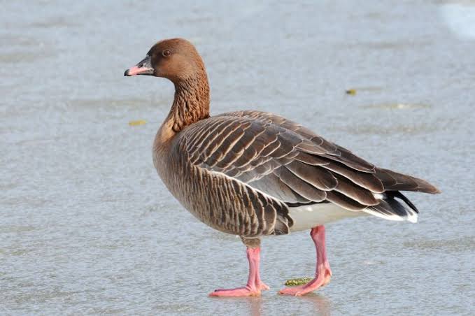 Pink-footed goose