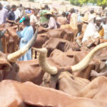 Cattle markets found to be sources of bandits financing