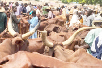 Cattle markets found to be sources of bandits financing