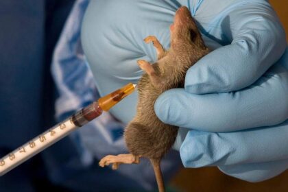 Oyo State government says confirmed cases of Lassa fever are being managed in isolation and treatment facilities