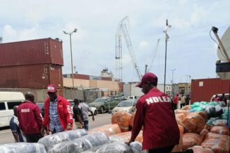 The NDLEA intercepted 4,173.5 kilograms of Canadian Loud worth over N10 million at Lagos port